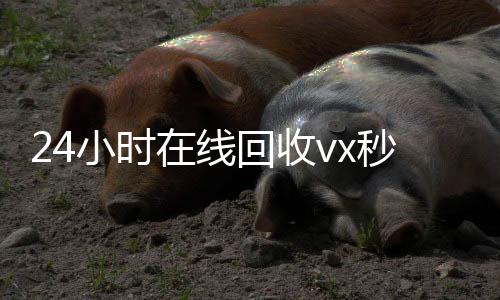 24小时在线回收vx秒结(24小时在线回收微信)